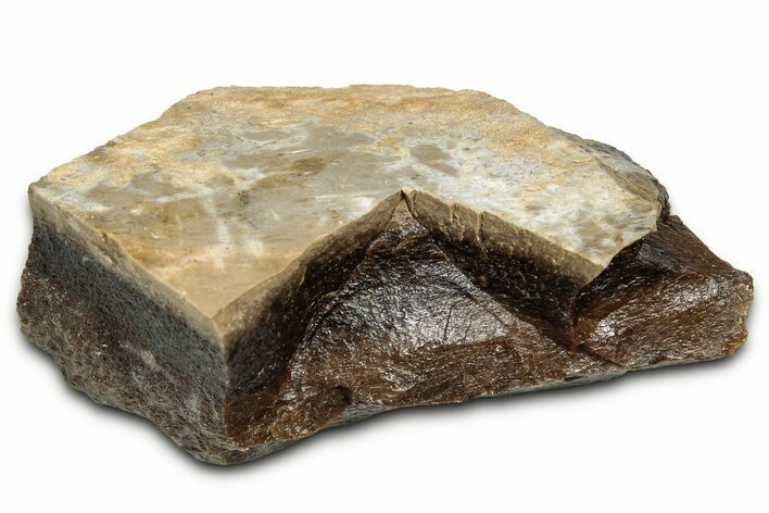 Fossil Tyrannosaur (T rex) Bone Section - Wyoming #328669